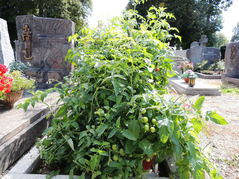 Una tomatera provoca un conflicto en un cementerio alemán